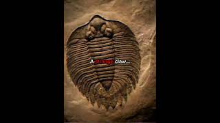 The Fossil Scientists Almost Ignored 💀🔥| #fypage #shorts #prehistoricanimals