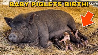 My PET PIG had BABIES!!