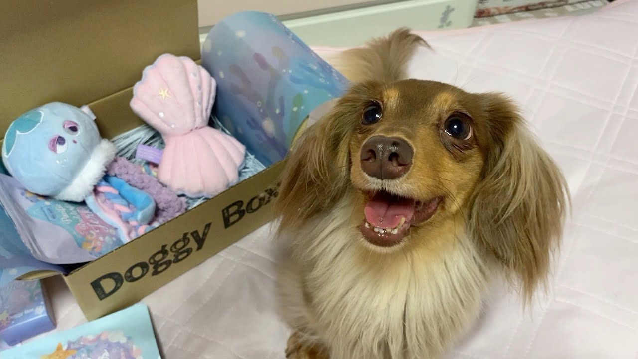 【Doggy Box】愛犬が笑顔になりました♡6月BOX