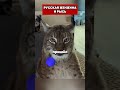 РУССКАЯ ЖЕНЩИНА И РЫСЬ #юмор