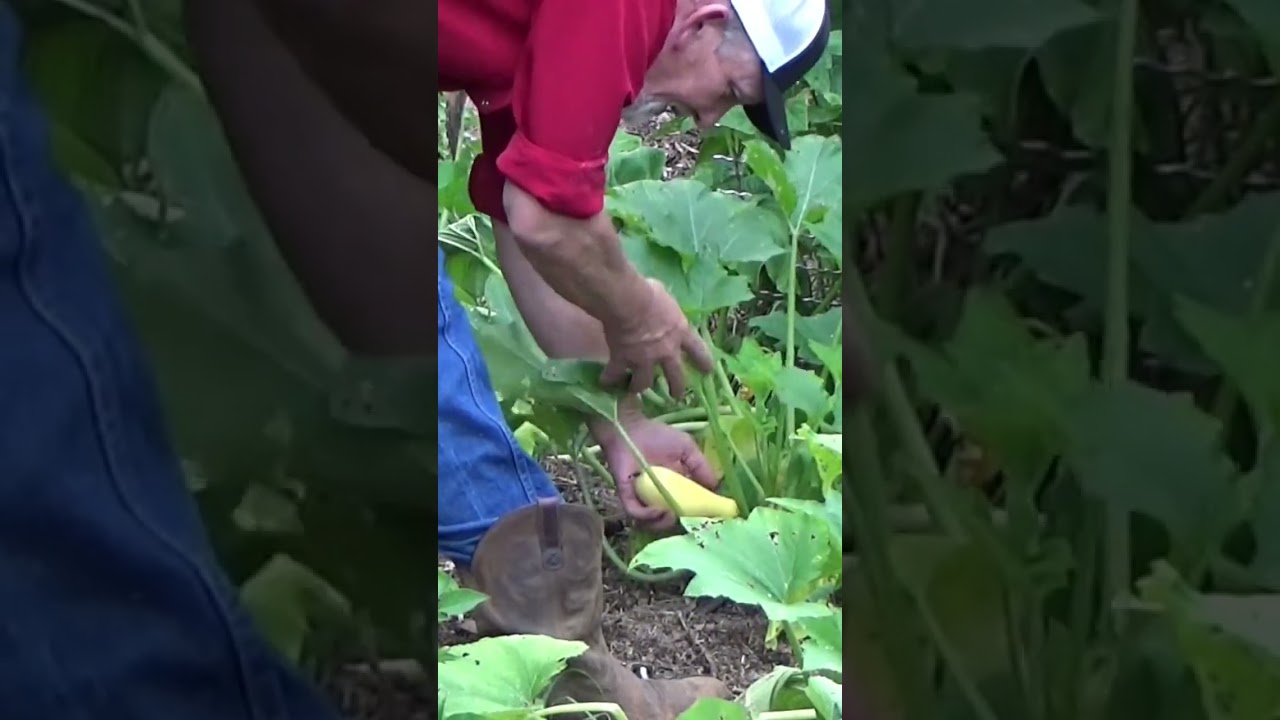 Planting summer corn Ruth Stout Style 