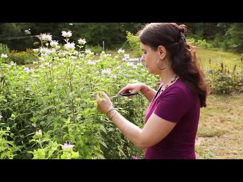 Video: Recipes From Monarda