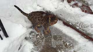 snow leopard :) not really but still by Krys S 378 views 5 years ago 23 seconds