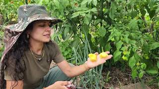Our  3.5 year old food forest and suntrap garden keeps pumping out food|Container garden production