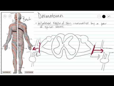 Dermatomes And Myotomes Chart