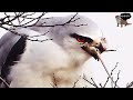 최고의 쥐 사냥꾼!! 검은어깨매 (연속 3마리 쥐 사냥) Mouse hunter!! Black winged kite