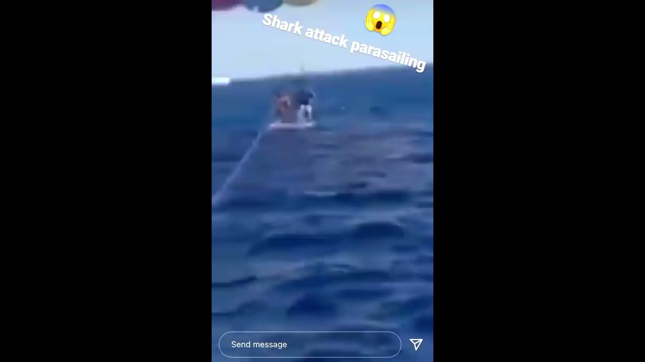 Graphic Giant Shark Attacks Man Parasailing In Aqaba Jordan