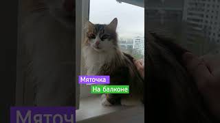 Мяточка на балконе #кошка #киса #мята #рек #топ #шортс #россия #кошкавдоме #дом