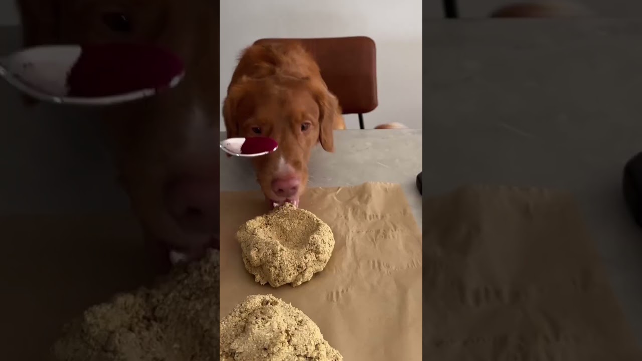 Dog is Human Candy Cane Treats!  