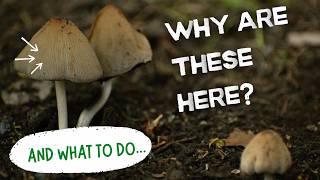 What Mushrooms Are Telling You About Your Garden