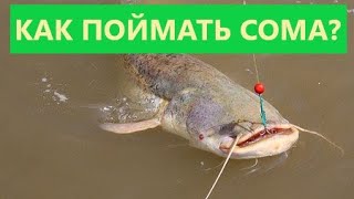 🐟 КАК ПОЙМАТЬ СОМА? СОВЕТЫ НАЧИНАЮЩИМ