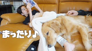 ゴールデンレトリバーの休日】家族で過ごす何気ない時間が一番幸せかも