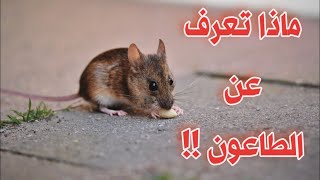 الطاعون(plague) /أنواعه /سبل الوقاية......