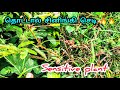 தொட்டால் சிணுங்கி செடி | sensitive plant touching time #sensitiveplant #medicinalplants #medicinal