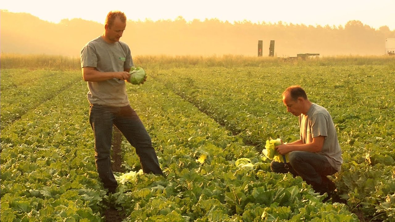 Van Gorp Greenfood Belfeld - Dutchgrowers ENGLISH