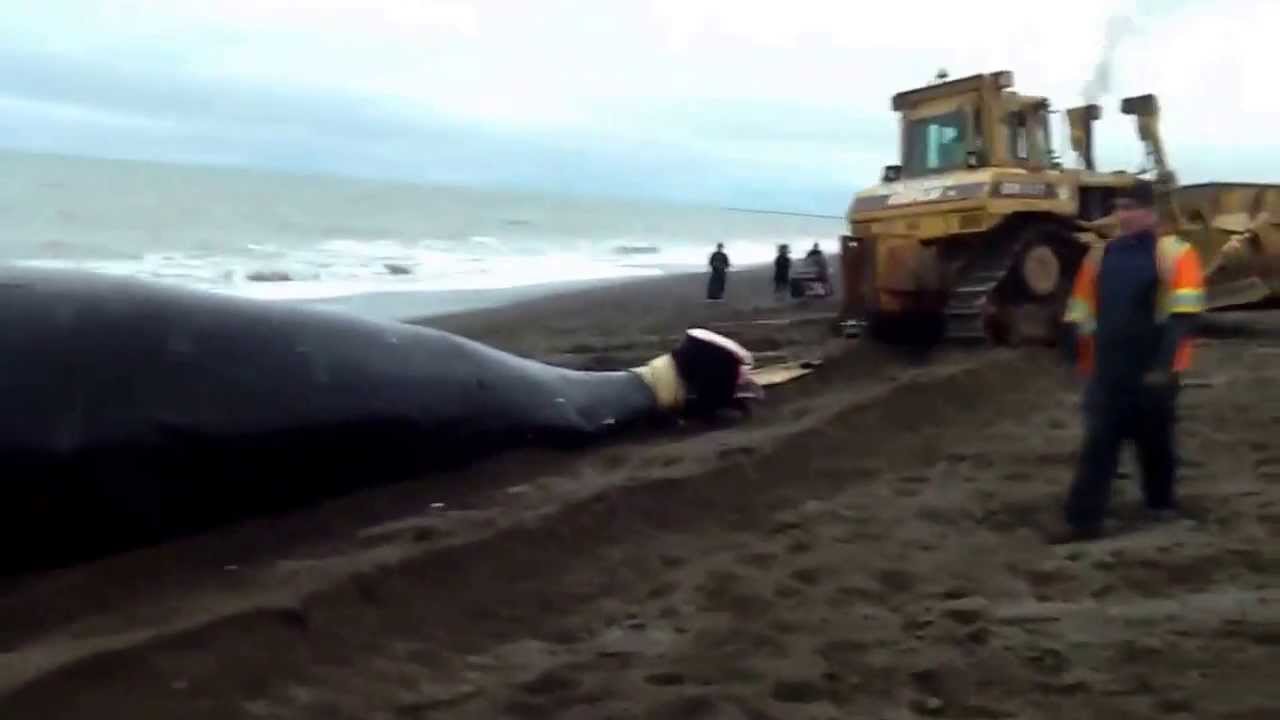 Hauling a Whale in from the Arctic Ocean in Barrow , Alaska . YouTube