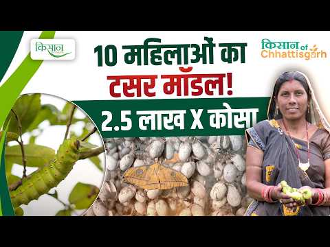 बेकार पड़ी ज़मीन में SHG महिलाओं का टसर पालन, जांजगीर-चांपा में Cocoon Bank | Kisan of Chhattisgarh