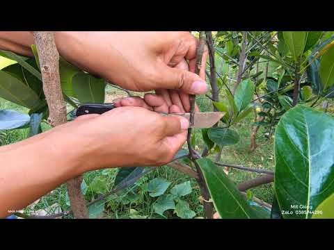 Video Cách Tự Ươm Hạt Lên Bầu Và Ghép Cây Mít Giống - youtube