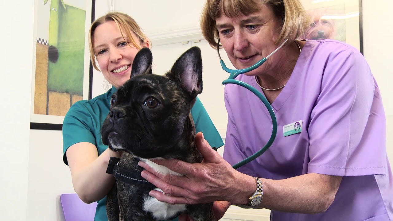 Animal Health Centre, Bristol YouTube