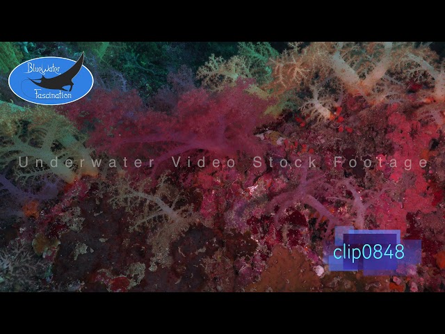 0848_Soft coral array close up. 4K Underwater Royalty Free Stock Footage.