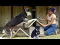 Storm Duyen struggled to quickly build a small house for the new puppy member of the family
