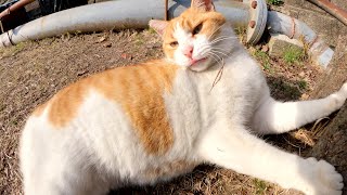 立派なお腹にオレンジ色のエンジェルマークがある茶シロ猫