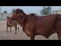 100% pure gir calf male and female and bull aravali dairy farm 9983954391