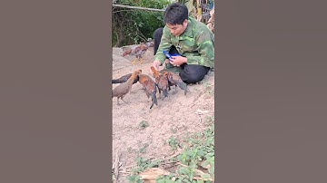 Hlau pub me nyuam qaib qus.chicken eat so much fun