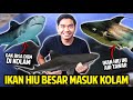 IKAN HIU AIR TAWAR BESAR MASUK KOLAM AKU! GAK BISA DIEM DI KOLAM! GENGHIS KHAN! PAROON SHARK!