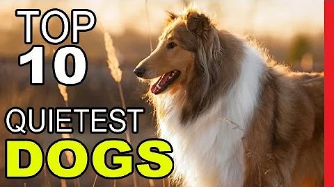 Top 10 Quietest Dog Breeds  - Video Dogs Breeds - Best Dog Breed Compilation