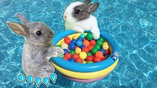 Fiesta en la piscina jugando con mis conejitos bebés Sol y Nube con una alberca \/ Funny Bunny