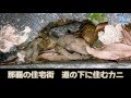 隠れん坊上手いカニ？　那覇・若狭の住宅街に巣穴