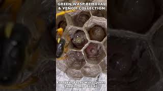 HOW WASPS FEED THEIR BABIES! EUROPEAN PAPER WASP FEEDS INSECT MEAT TO HER LARVAE! POLISTES DOMINULA