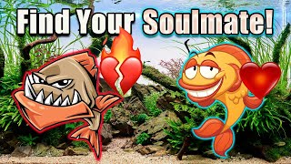 How to Pick Your Soulmate Fish!