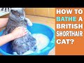 HOW TO BATHE A BRITISH SHORTHAIR CAT?!?!
