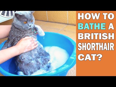 Video: How To Wash A British Cat