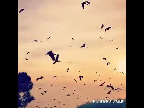أجمل حالات واتس أب موسيقى هادئه معا طيور