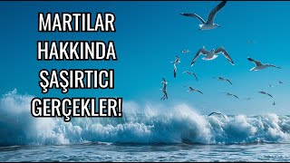 Martilarin Gi̇zemli̇ Dünyasi 🐦🌊 I
