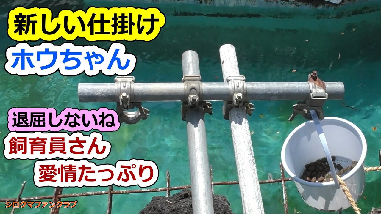 Новая функция💗Хоу-чан никогда не скучает, смотрители зоопарка полны любви【Зоопарк Тэннодзи】