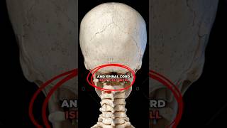 Back of the head blows are dangerous! #science #facts