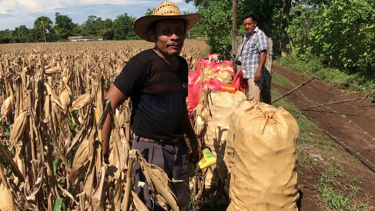 UN DÍA DE TRABAJO CUANTO CREES QUE ME PAGARON? Entérate aquí en Alo Chapin