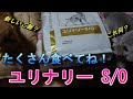 ランくん、梅吉くんの新しいご飯が届きました！　ユリナリーS/Oの8kgサイズはデカかった！　～トイプードルの日常～