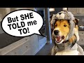 "BUT She TOLD me TO!" 🐶🐿 A new Biscuit Talky Compilation on Cricket "the Sheltie" Chronicles