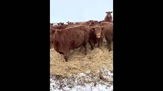JEFF/LANDON MCCLOUD - 3.27.23 -  REPLACEMENT HEIFERS 3/3