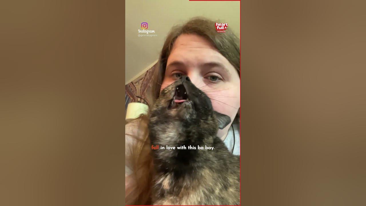 this-adorable-cat-always-has-her-tongue-out-meaning-she-is-always