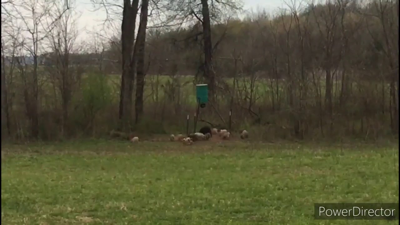 Texas hog hunt with 30.06