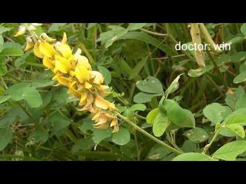 Video Medicinal plants Rattles, Charges, Stools or... - youtube