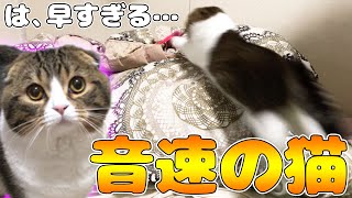 特技の布団飛び込みを見せつける猫※おまけもあるよw