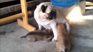 Thailand 20112012 Part 1