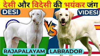 Indian Dog Breeds Vs Foreign Dog Breeds | Rajapalayam vs Labrador Comparison In Hindi | Dog vs Dog by Wildlife Claws 719 views 1 year ago 3 minutes, 46 seconds